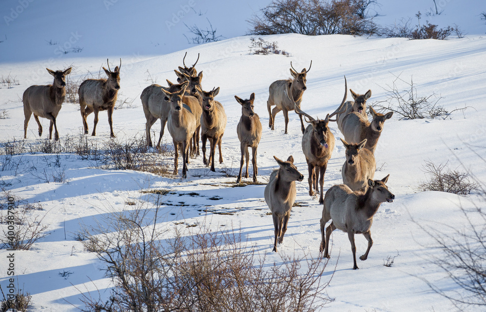 Deer in the snow against the sky and mountains. A herd of wild deer. Deer in the snow against the sky and mountains. A herd of wild deer.