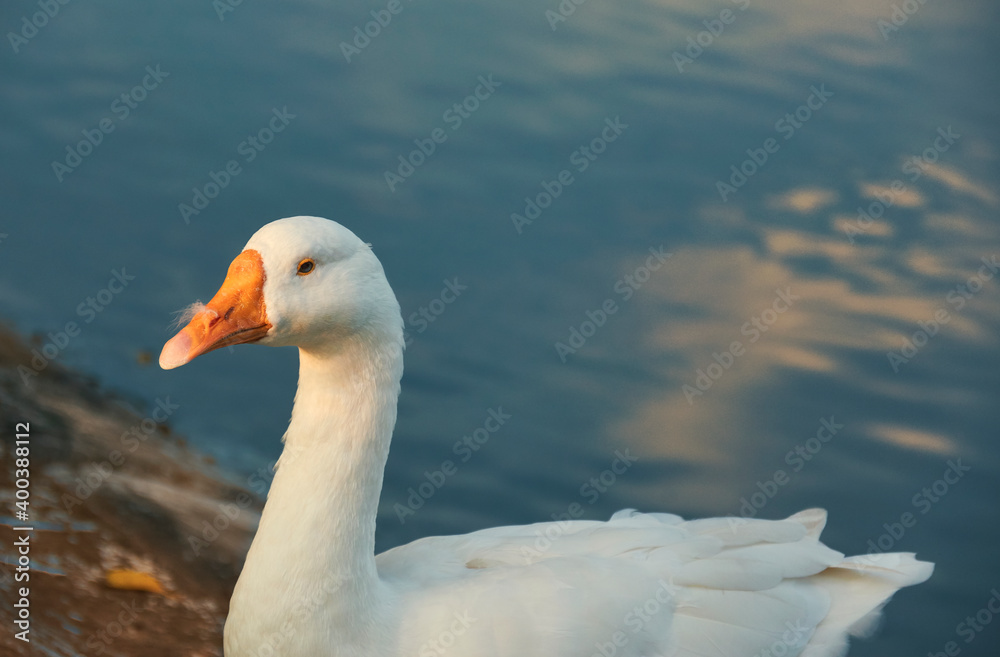 Obraz premium A white goose sitting near pond at Victoria Memorial garden, Kolkata. Illuminated in warm sunset lights.