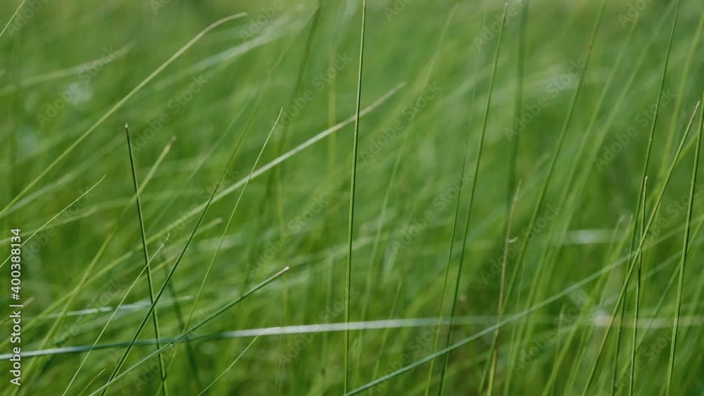 Fresh clean grass on the wind, Green grass swaying on wind in spring meadow, soft focus. Fresh clean grass on the wind, Green grass swaying on wind in spring meadow, soft focus.