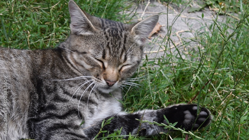 Young grey tabby cat with closed eyes laying among green grass and herbs Young grey tabby cat with closed eyes laying among green grass and herbs