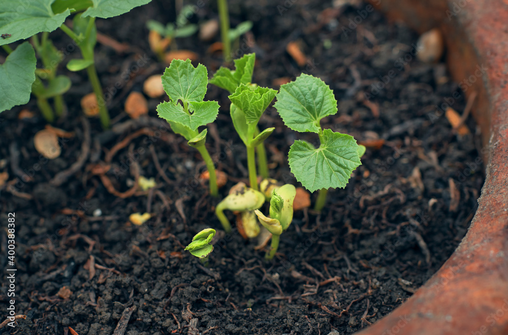 New life, germination of bitter gourd seed in soil bed Stock Photo