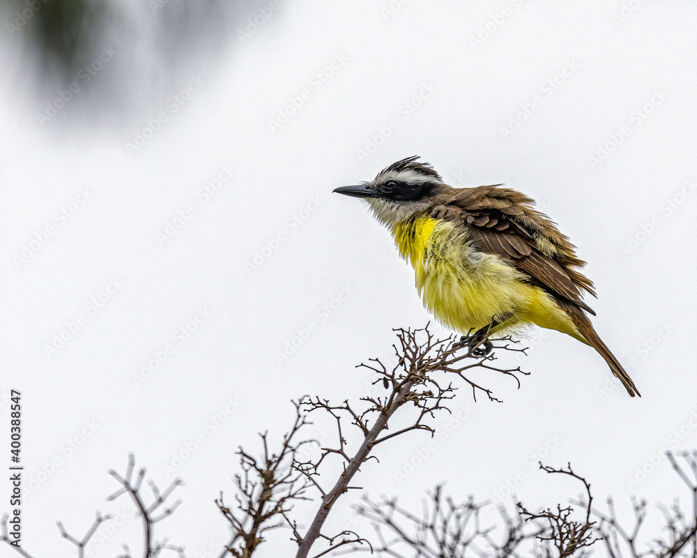 Obraz premium A fluffy bird perched on a leafless tree branch