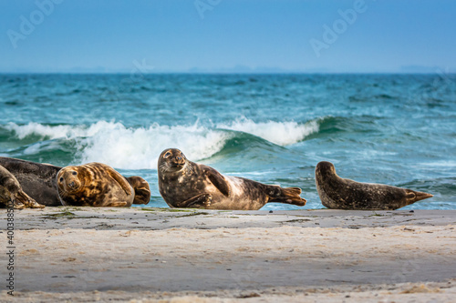 A harbor seal colony resting on a sandbank near the ocean. Picture from Falsterbo in Scania, Sweden