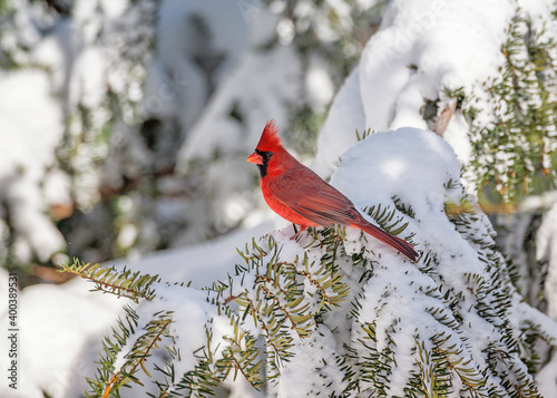 Northern Cardinal (mail) on pine in snow