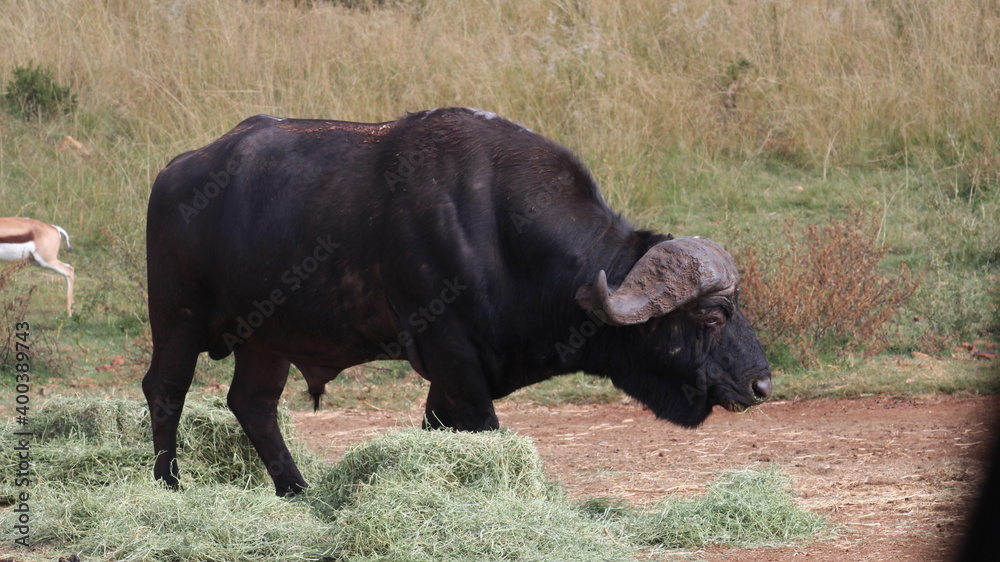 Rhino and Lion Nature Reserve, Krugersdorp, South Africa. Rhino and Lion Nature Reserve, Krugersdorp, South Africa.