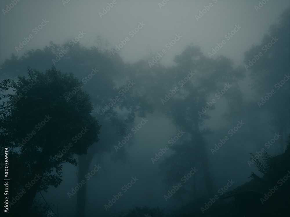 Naklejka premium The misty pine tree forest standing among dense winter fog in morning at Lolegaon, Kalimpong. A popular travel destination mostly for nature lovers in West Bengal, India.