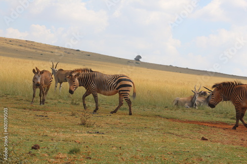 Fototapeta Naklejka Na Ścianę i Meble -  Rhino and Lion Nature Reserve, Krugersdorp, South Africa.