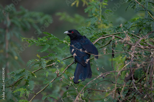 Asian koel perching on a bush photo