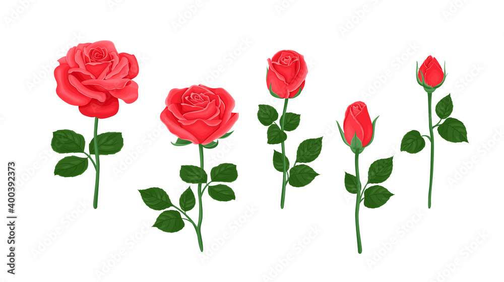 Cartoon Roses Multiple Red roses set. Beautiful flowers of different shapes, buds and blooming ...