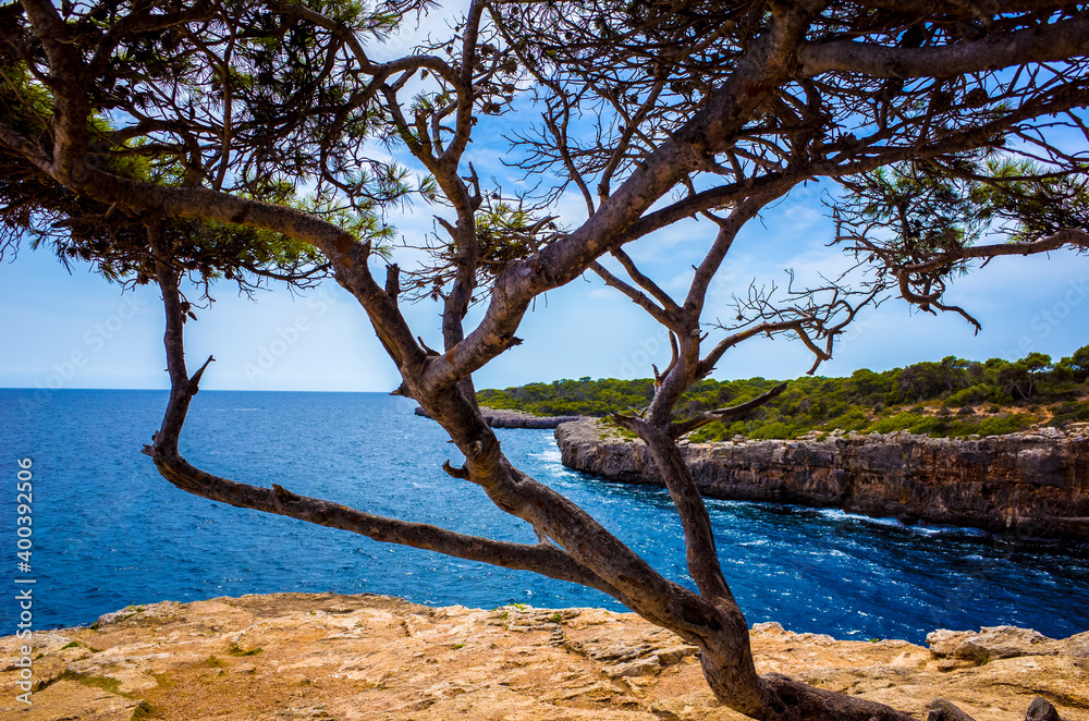 tree on the shore