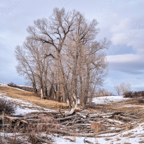 group of trees in Eagle Nest Open Space in northern Colorado, winter scenery of Rocky Mountains foothills