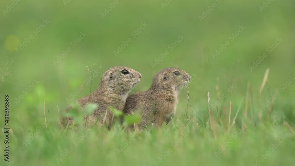 Ground squirrels are alerted near the burrow. Small rodent on the meadow. Squirrel check surround. Europe nature. Ground squirrels are alerted near the burrow. Small rodent on the meadow. Squirrel check surround. Europe nature.