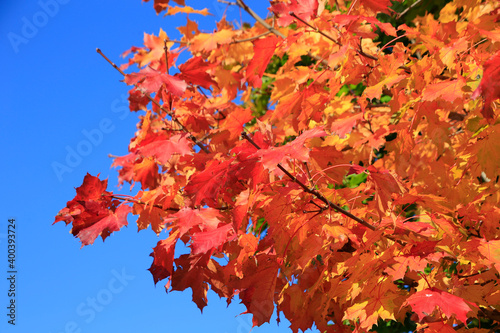 Buntes Hebstlaub in den Waeldern von Thueringen.. Deutschland, Europa   --  
Colorful autumn leaves in the woods. Germany, Europe photo