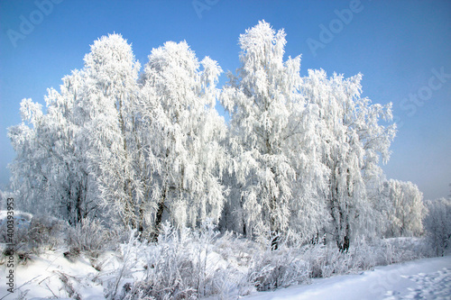 Clear winter day. Clear frosty blue sky. The snow sparkles on tree branches so brightly that it hurts the eyes.