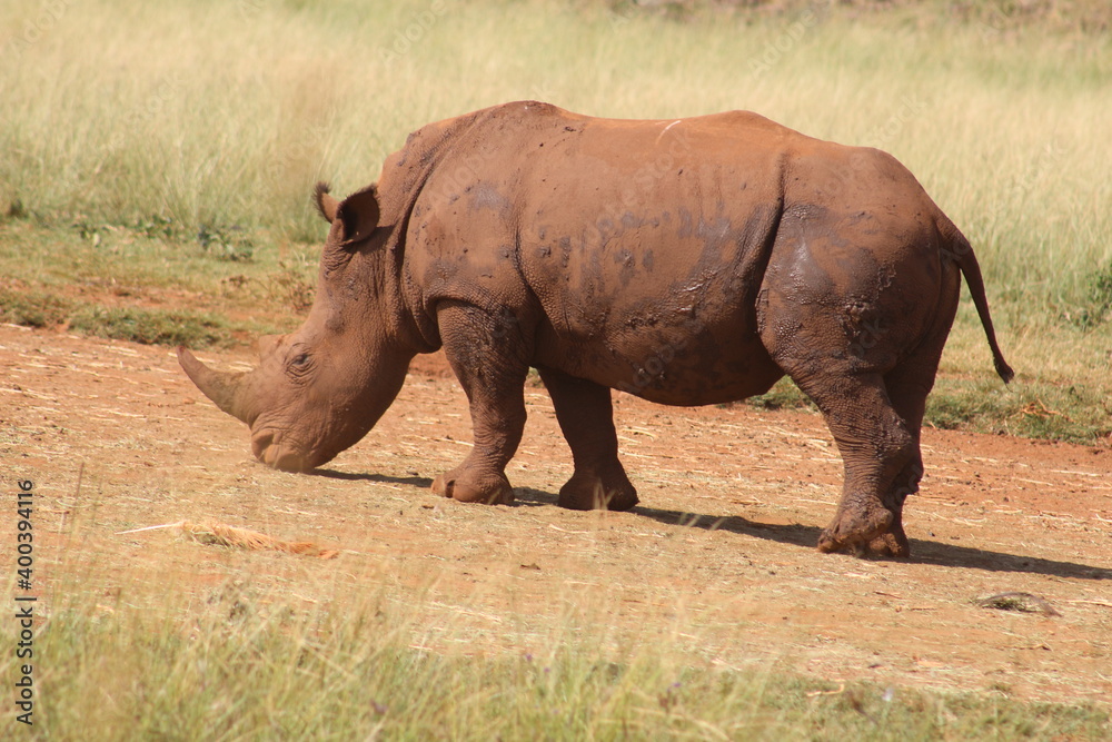 Rhino and Lion Nature Reserve, Krugersdorp, South Africa. Rhino and Lion Nature Reserve, Krugersdorp, South Africa.