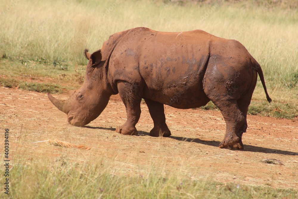 Rhino and Lion Nature Reserve, Krugersdorp, South Africa.