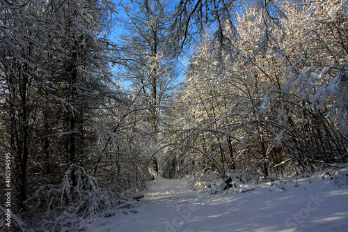 Winterwald in Deutschland. Thüringen, Deutschland, Europa  --  Winter forest in Germany. Thuringia, Germany, Europe © Klaus Nowottnick
