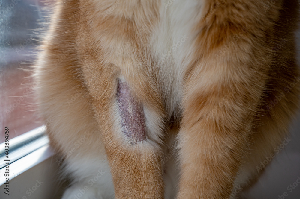 Domestic ginger cat with shaved front leg to enable fluid therapy at veterinary clinic Domestic ginger cat with shaved front leg to enable fluid therapy at veterinary clinic