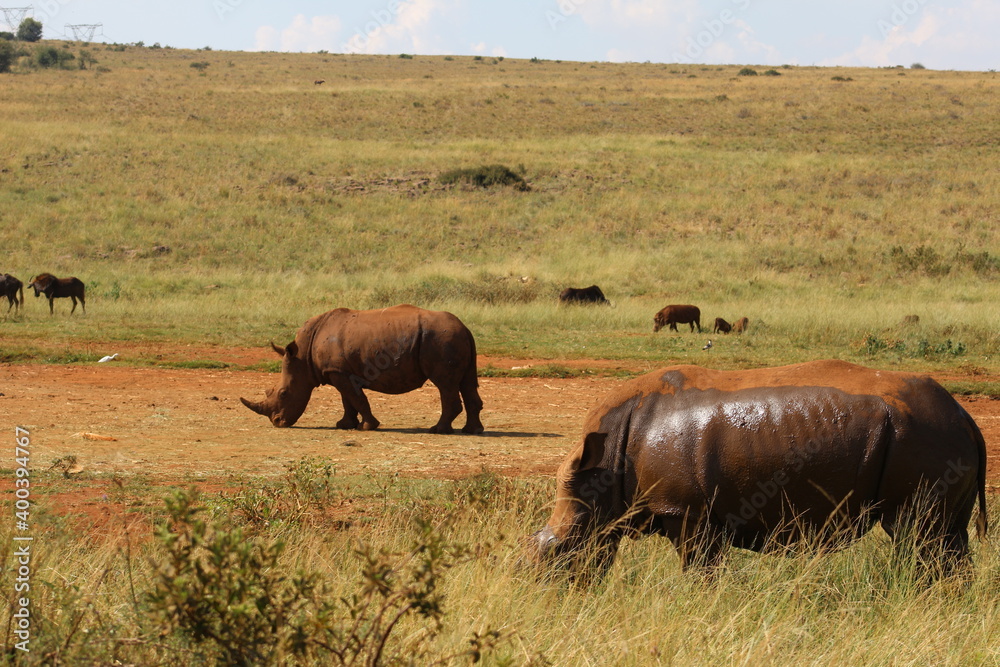 Rhino and Lion Nature Reserve, Krugersdorp, South Africa. Rhino and Lion Nature Reserve, Krugersdorp, South Africa.