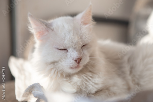 White cat sleeping at home - image with selective focus