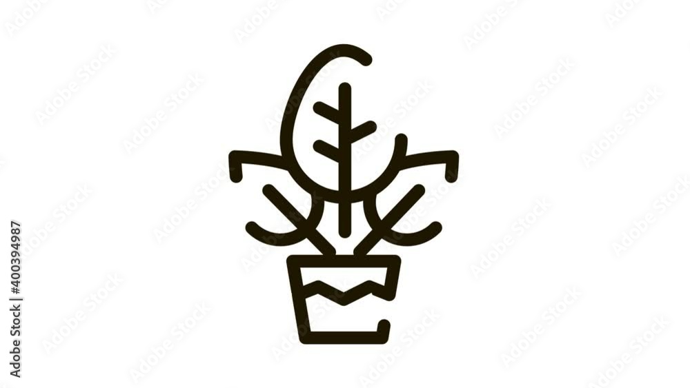Plant In Pot Icon Animation. black Plant In Pot animated icon on white background Plant In Pot Icon Animation. black Plant In Pot animated icon on white background