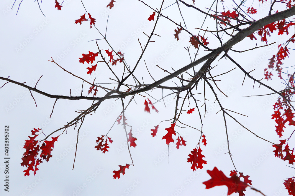 Falling away, winter is here, December 2020 Falling away, winter is here, December 2020