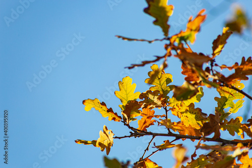 autumn color leaves under blue sky