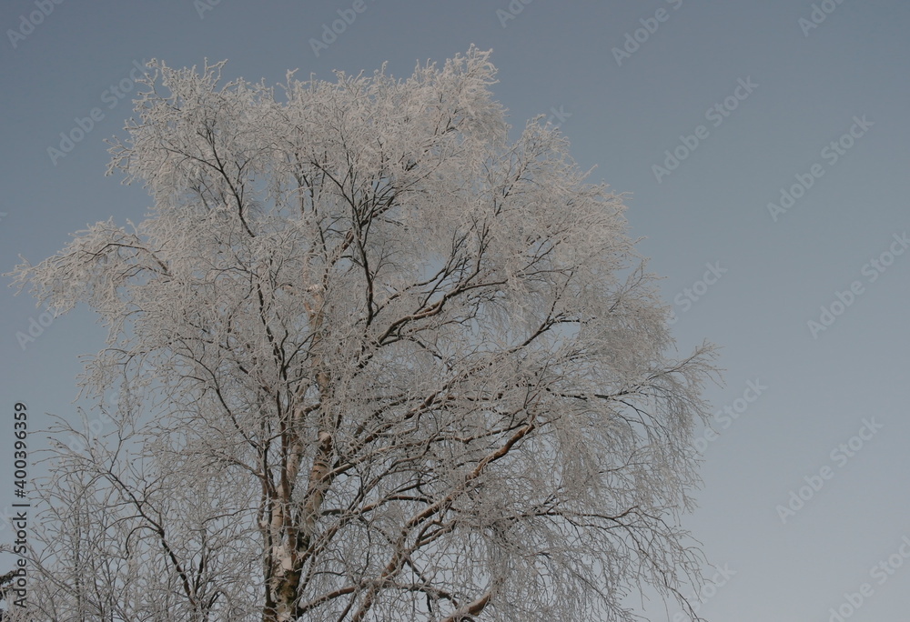 a tree branch in the snow against the background of the evening sky a tree branch in the snow against the background of the evening sky
