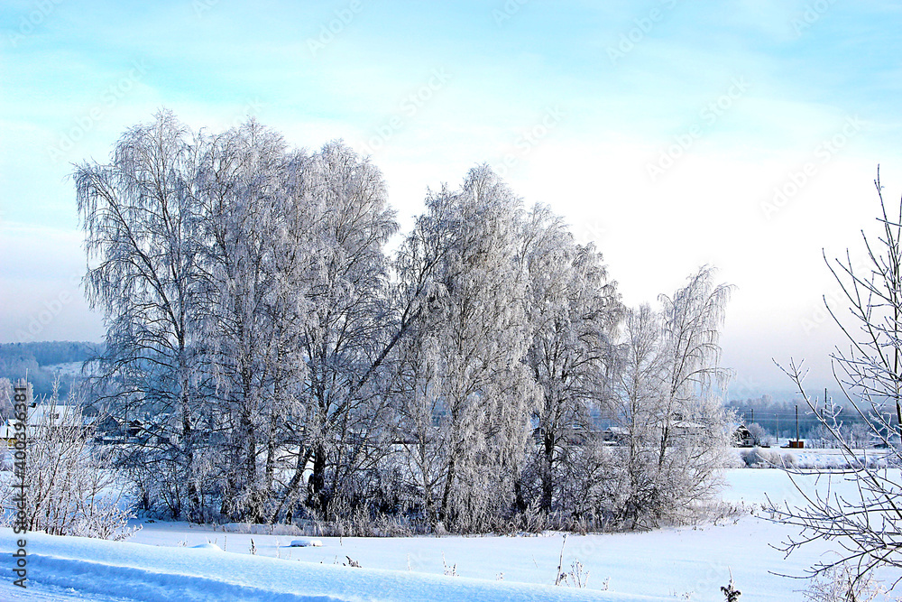 Group of birch trees near the road in winter frosty day.