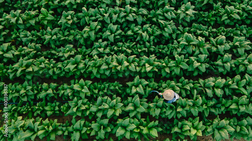 Fotografie Top view of asian farmer standing in a tobacco farm at Nongkhai of Thailand, agr