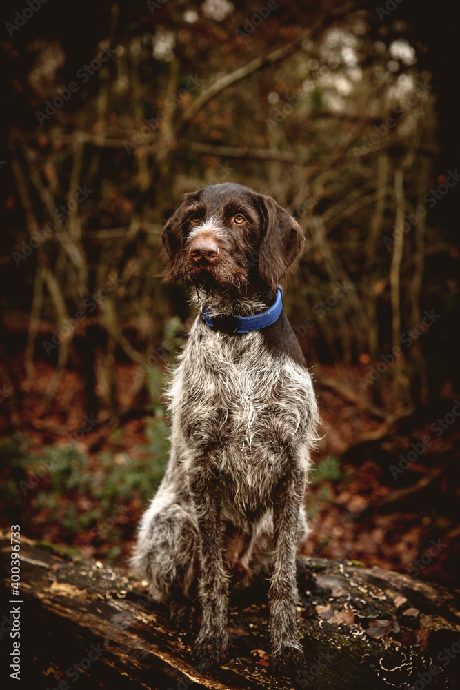German Wire Haired Pointer dog sitting on a tree stump in the woods