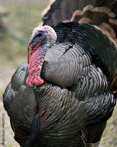 Wild turkey stock photo. head shot close-up profile view with blur background, displaying head, beak, eye, wattle, gobgbler, in its environment and habitat. Christmas Season.