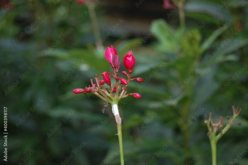Plant Nerium Flower in Oleander, Garden Plant Nerium Flower in Oleander, Garden