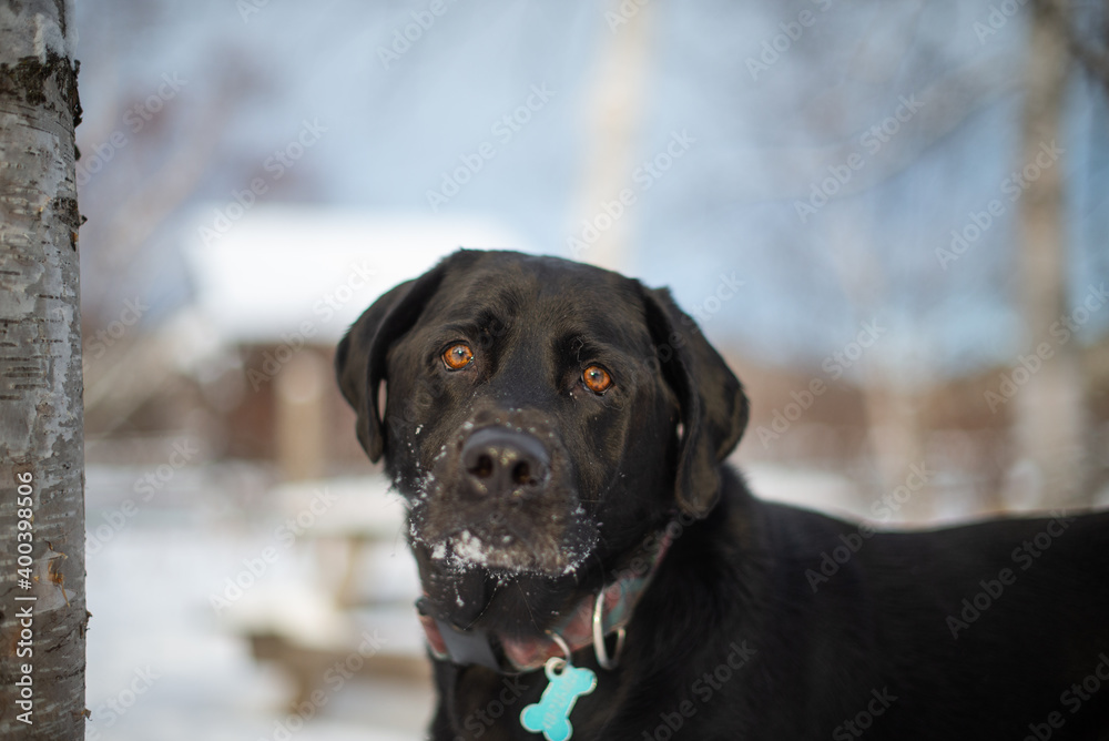 Blac lab labrador dog playing outside in winter in the snow Blac lab labrador dog playing outside in winter in the snow