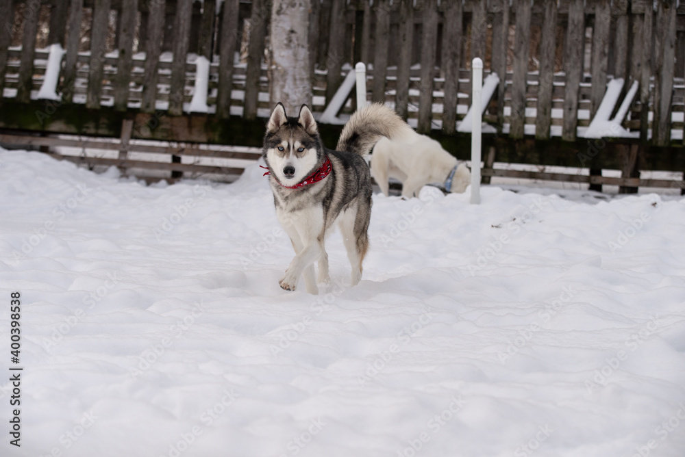 Beautiful grey husky dog playing outside in winter in the snow Beautiful grey husky dog playing outside in winter in the snow