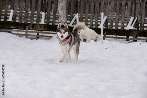 Beautiful grey husky dog playing outside in winter in the snow © Beatrice