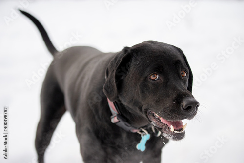Fototapeta Naklejka Na Ścianę i Meble -  Blac lab labrador dog playing outside in winter in the snow
