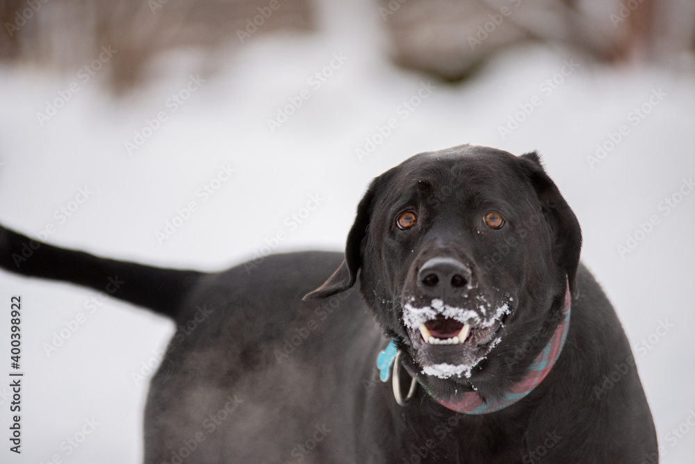 Blac lab labrador dog playing outside in winter in the snow Blac lab labrador dog playing outside in winter in the snow