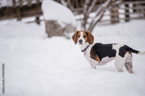 Cute little beagle dog playing outside in winter in quebec canade