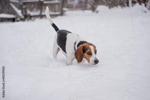 Cute little beagle dog playing outside in winter in quebec canade