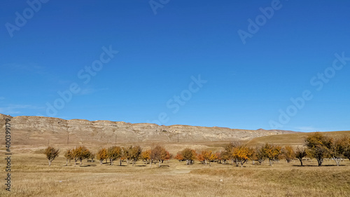 Fotografia Trees grove with green and orange leaves grows in wide tranquil valley against d