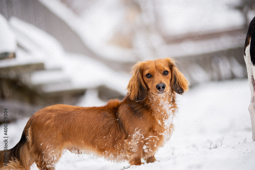Cute little dachshund dog playing outside in winter