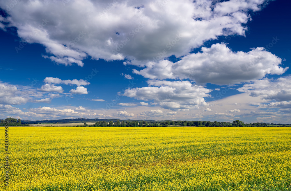 Landscape with a field of blooming mustard and blue cloudy sky. Mountains in the background. Bright juicy colors. Landscape with a field of blooming mustard and blue cloudy sky. Mountains in the background. Bright juicy colors.