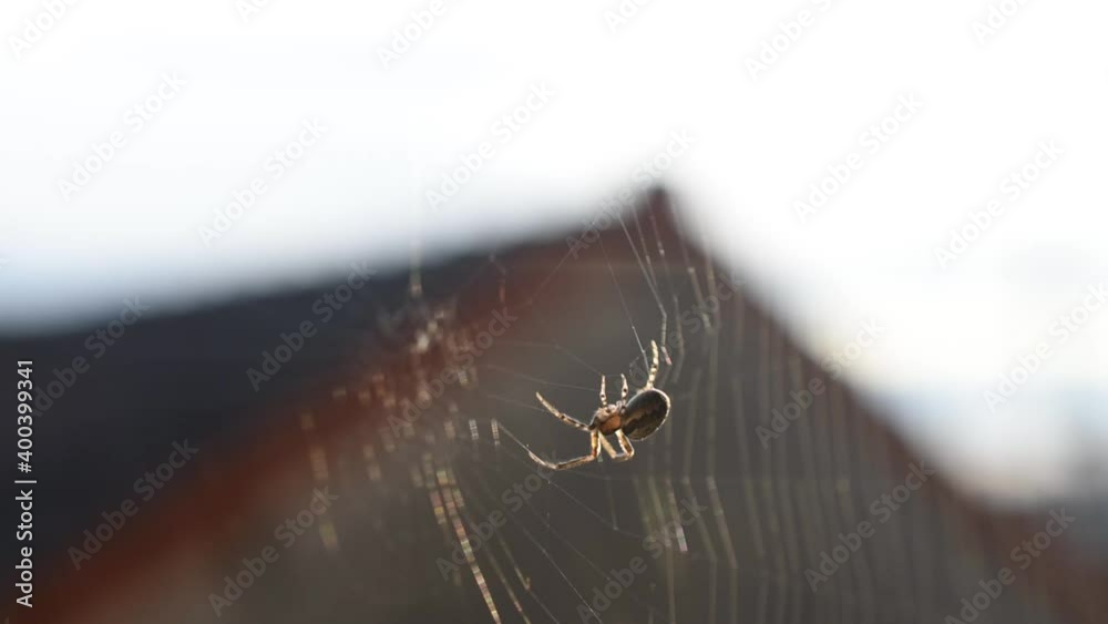 A spider building its web near a house in the city A spider building its web near a house in the city