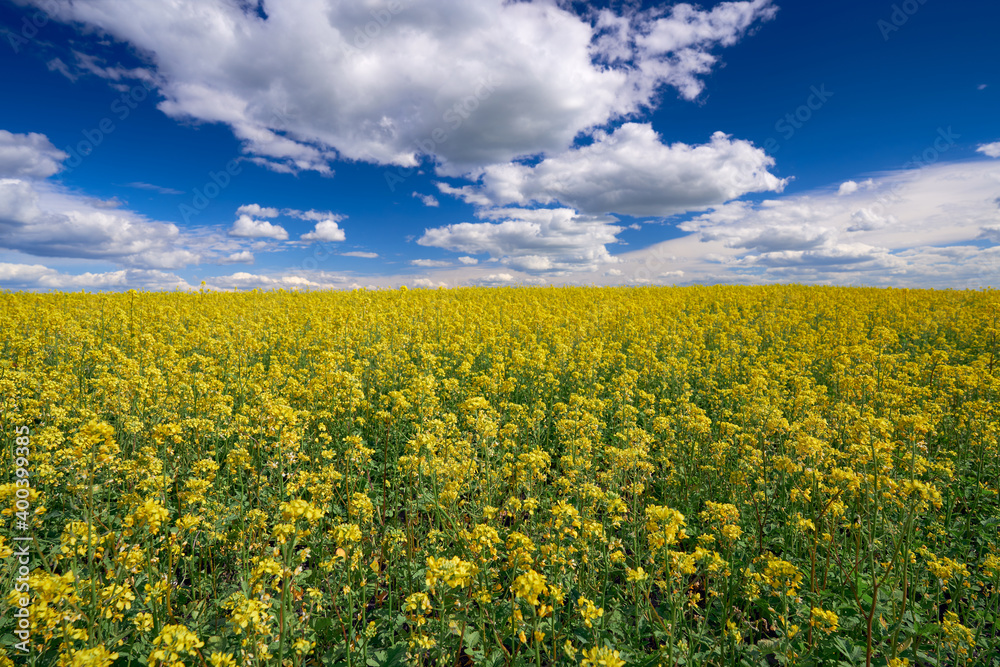 Fototapeta premium Landscape with yellow mustard blossoms on a field under a blue cloudy sky. Bright juicy colors. The background is blurred.