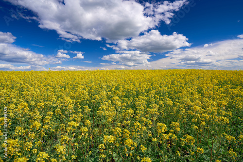 Landscape with yellow mustard blossoms on a field under a blue cloudy sky. Bright juicy colors. The background is blurred.