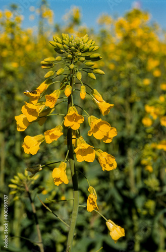 Colza, Brassica napus