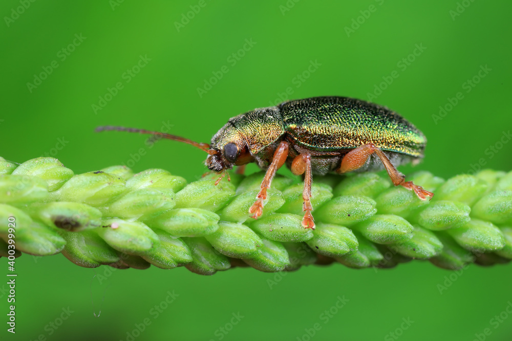 Leaf beetles inhabit wild plants in North China Leaf beetles inhabit wild plants in North China