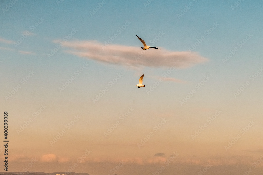 the seagulls flying over the sea near Beppu city in Oita, japan