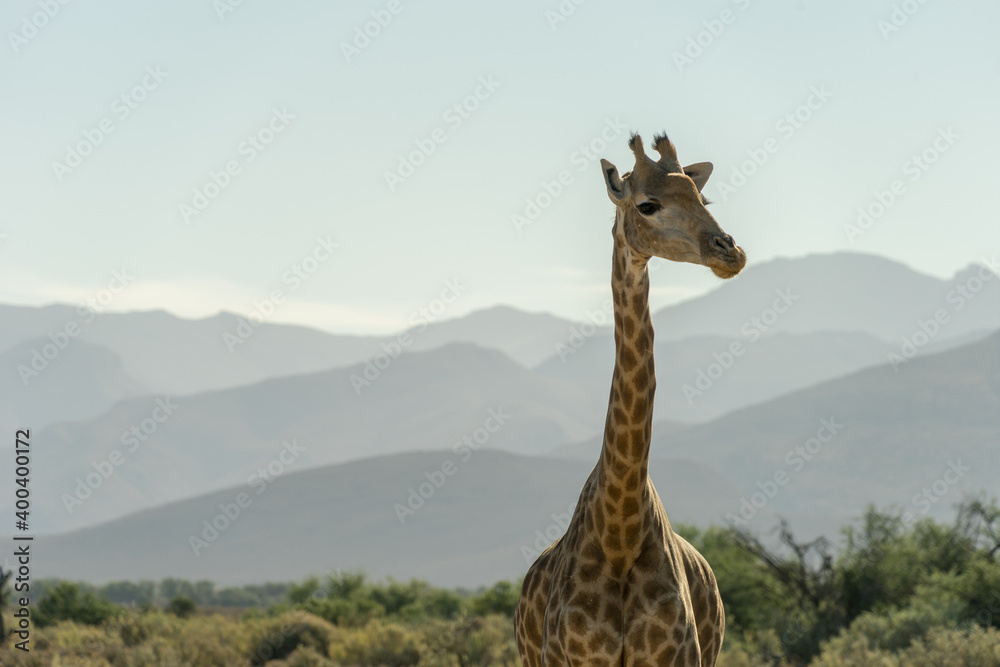 Obraz premium Giraffe spotting whilst on a South African safari